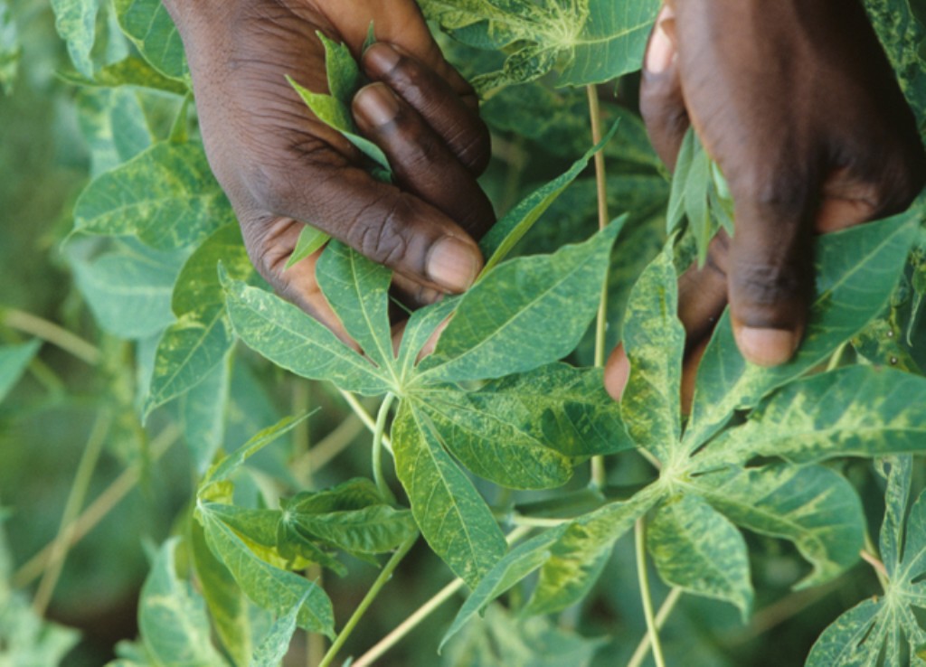 Researcher inspecting cassava leaves infested by cassava mites.